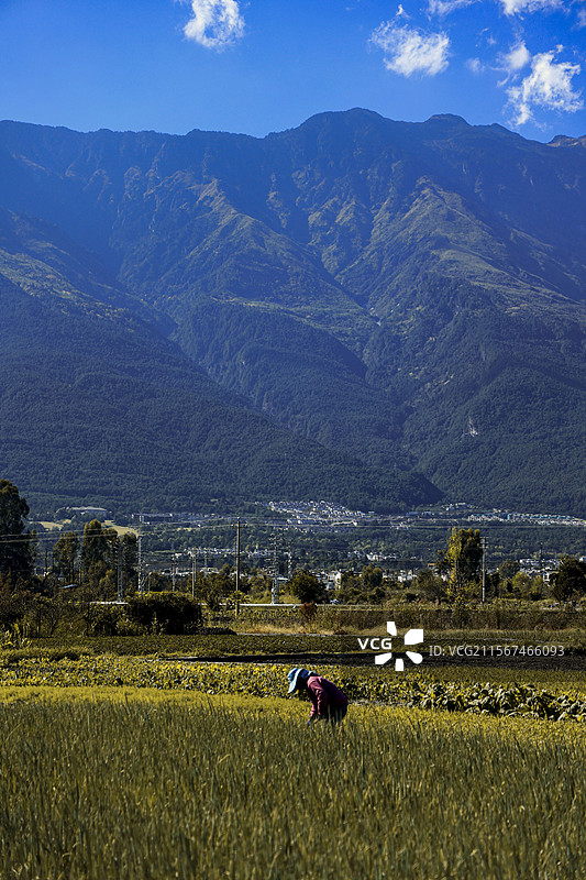 大理苍山下的秋收图片素材