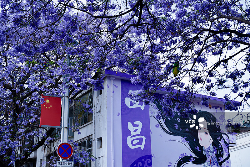 西昌蓝花楹图片素材