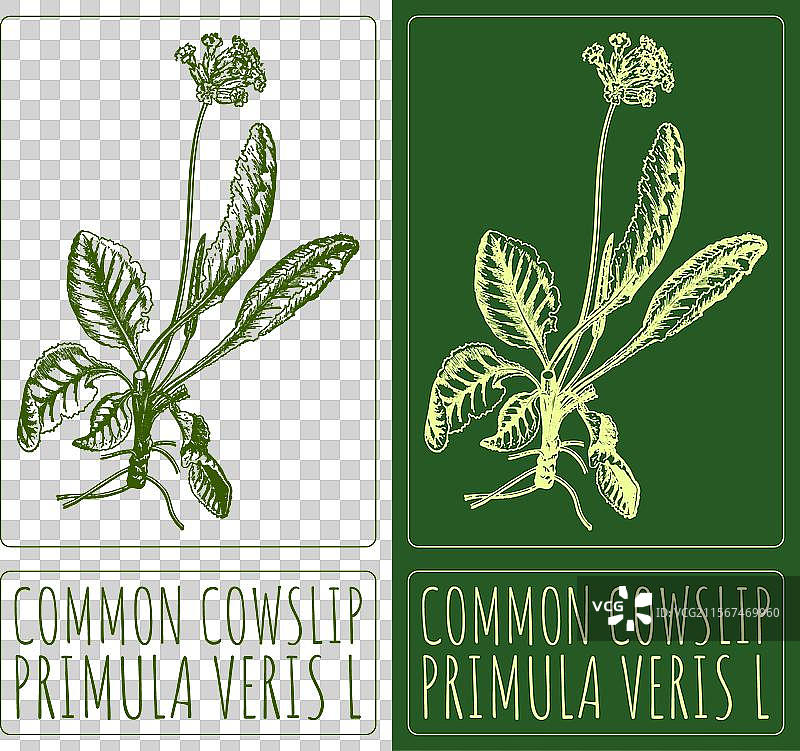 手绘的常见牛筋草图片素材