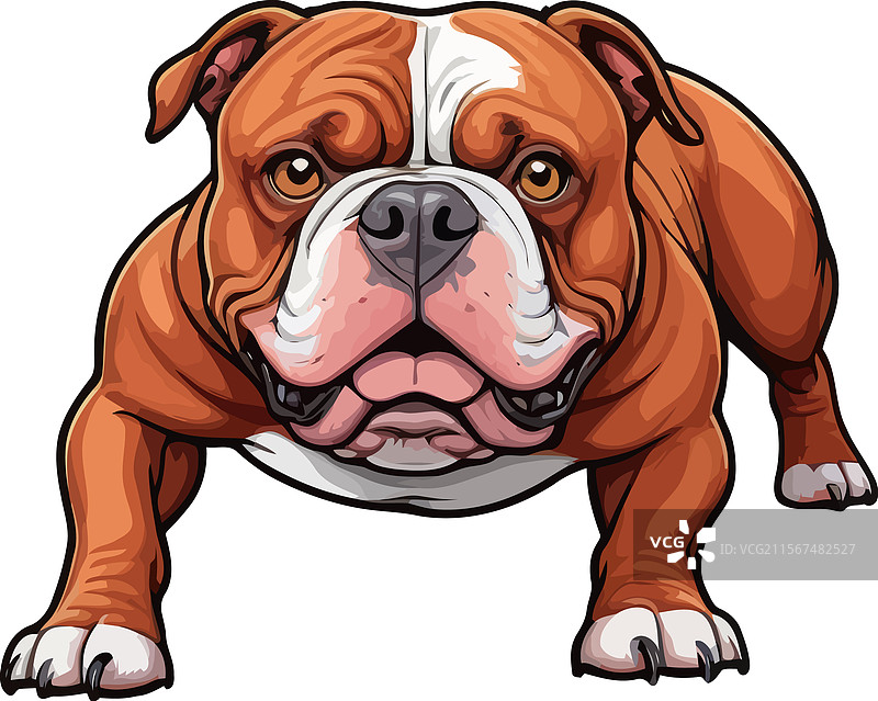 优质美国红色斗牛犬，专为耐力而培育图片素材