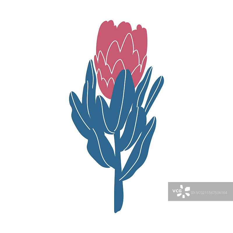 适合创作的简单粉色普罗提亚花图片素材