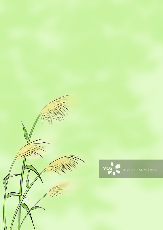 芦苇图片素材