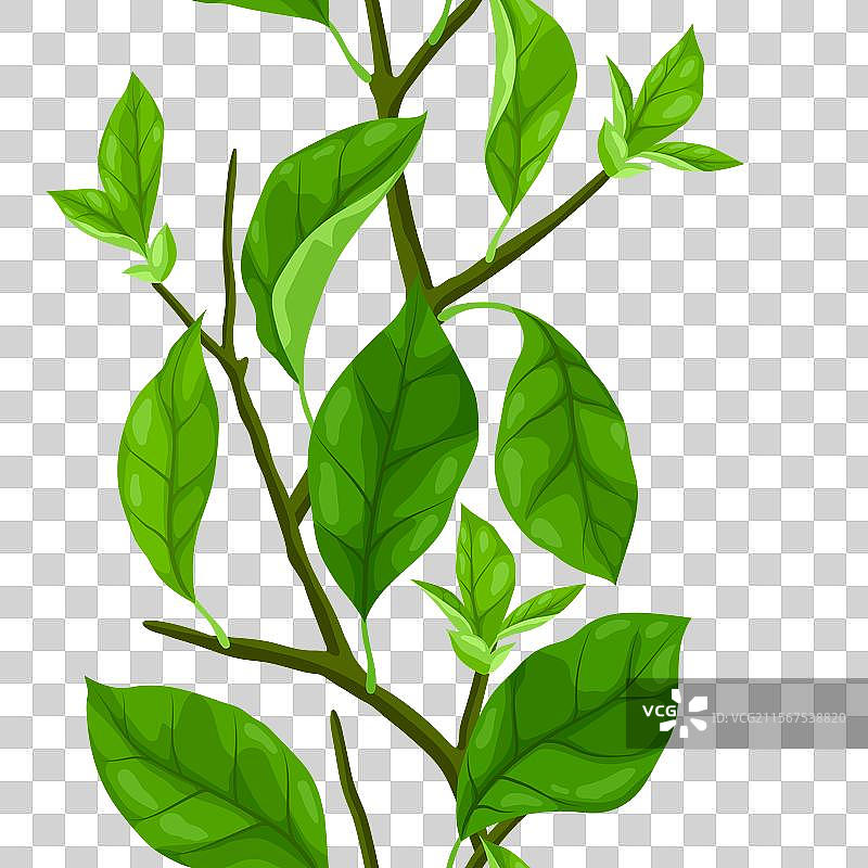 春季或夏季的树枝和叶子的图案图片素材