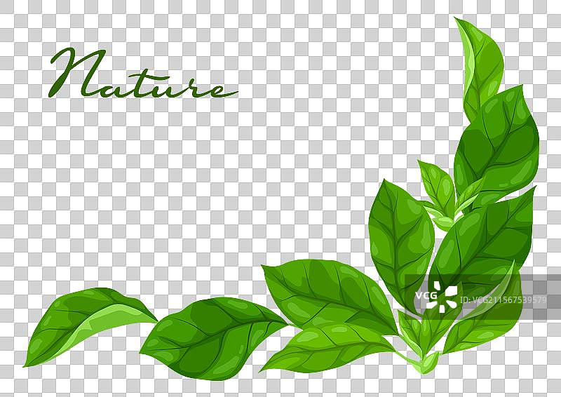 春季或夏季风格化的叶子背景图片素材