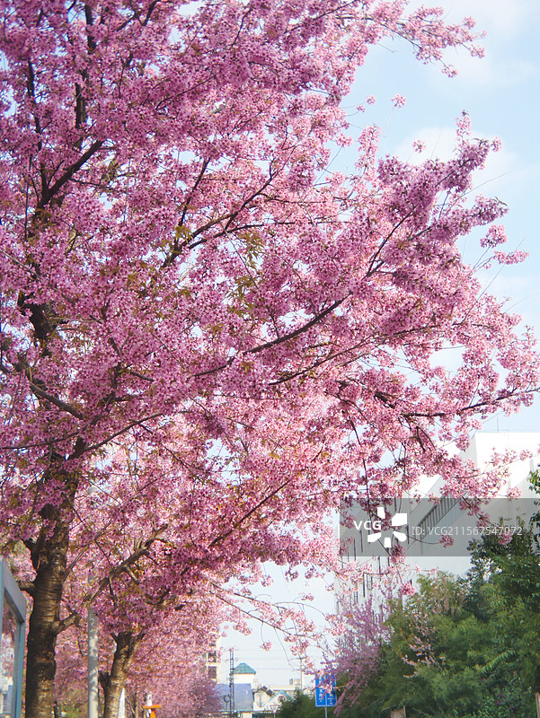 冬樱花图片素材
