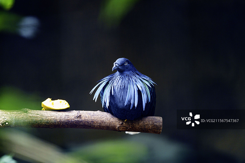 树枝上栖息的尼科巴鸽图片素材