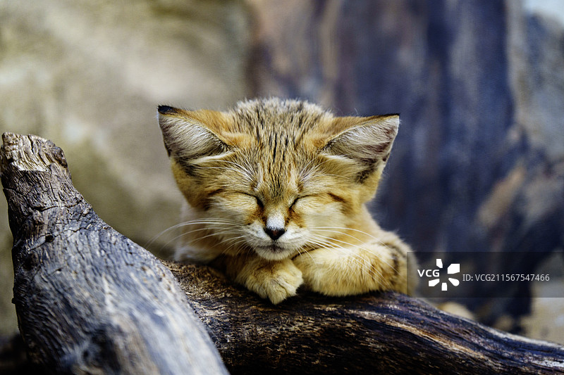 正在休息的沙漠猫图片素材