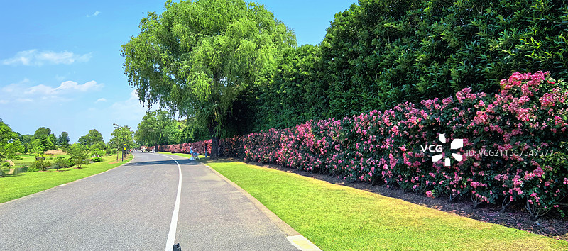五月春光，上海1.5公里月季花墙，位于辰山植物园是上海最长的月季（安吉拉）花墙。图片素材