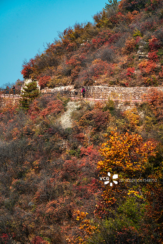 太行五指山 秋色 奇山异景图片素材