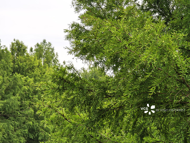上海夏天树林枝繁叶茂图片素材