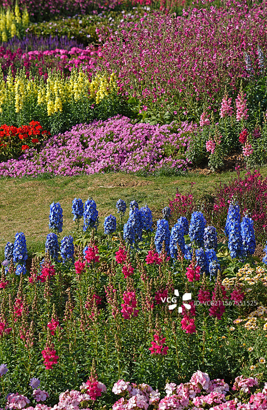 漫山遍野满屏幕花的世界图片素材