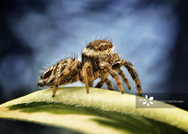 跳蛛～静观风云变幻图片素材
