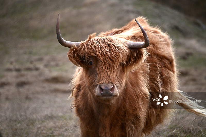 一只苏格兰高地牛近距离面对镜头图片素材