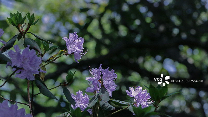 四川光雾山·紫茎图片素材