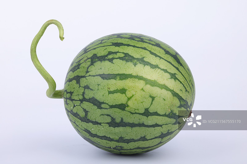 夏天的西瓜，西瓜藤曼 清爽图片素材