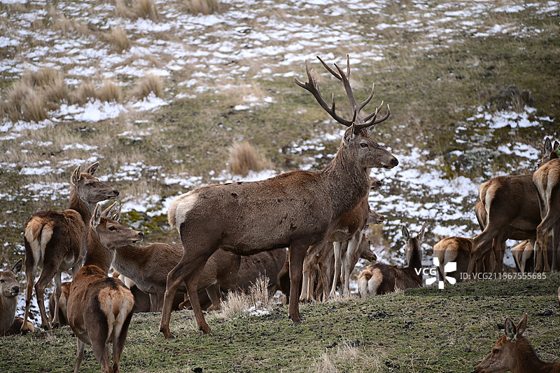 新西兰皇后镇高山牧场雪地里的鹿群图片素材