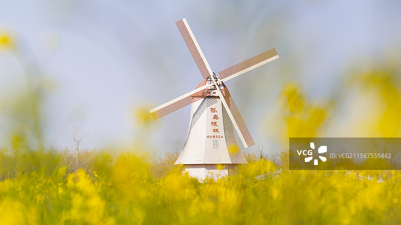 孤岛万亩槐林之大风车1图片素材