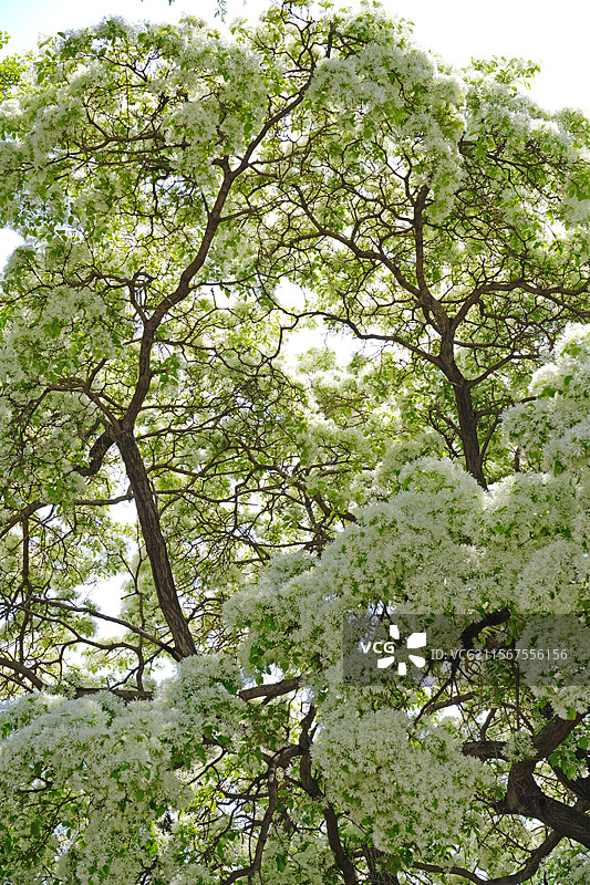 百年流苏树巨大而伸展的树冠图片素材