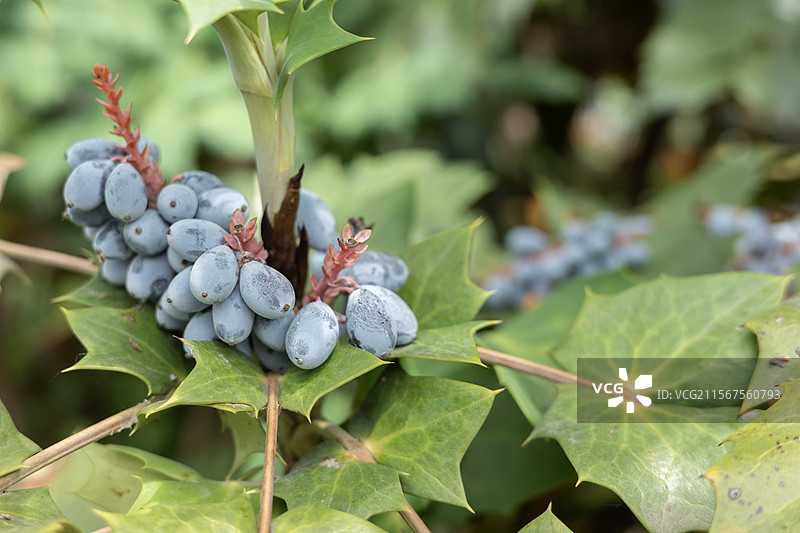 南京下马坊遗址公园-十大功劳图片素材