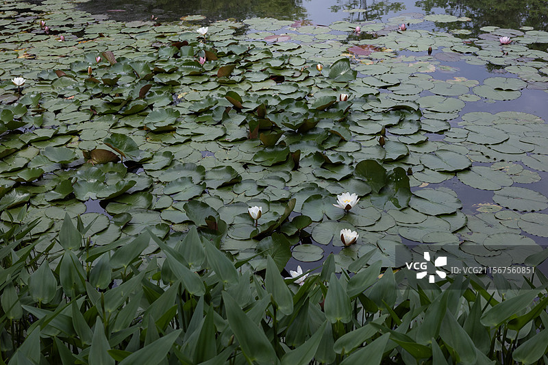 下马坊遗址公园的睡莲图片素材