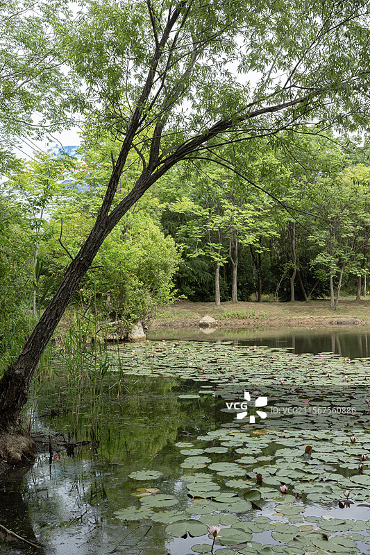 下马坊遗址公园的睡莲图片素材