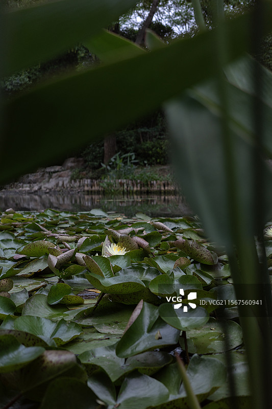下马坊遗址公园的睡莲图片素材