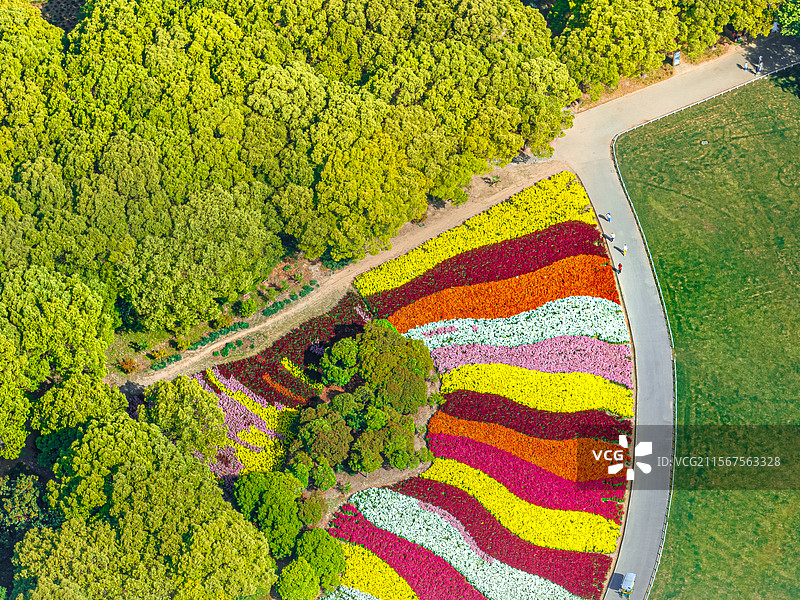 世纪公园乡土田园区 金鱼草七彩花园盛开 航拍上海浦东中央公园 城市绿洲生态环境保护图片素材