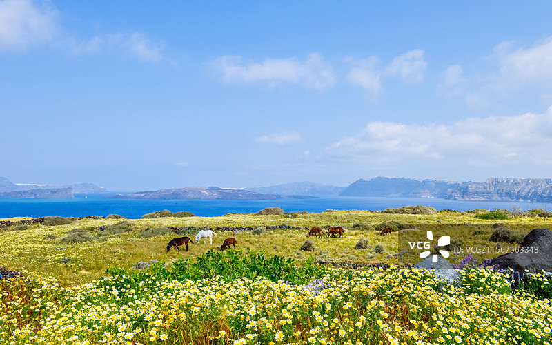 希腊圣托里尼岛春天鲜花盛开的草原风景图片素材