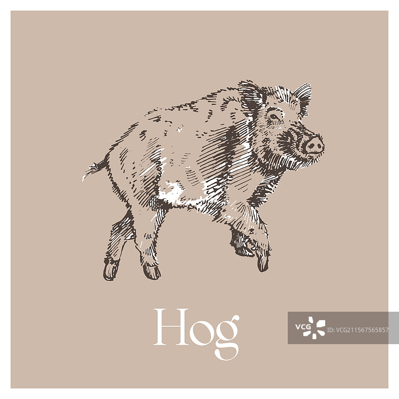 野猪素描图片素材