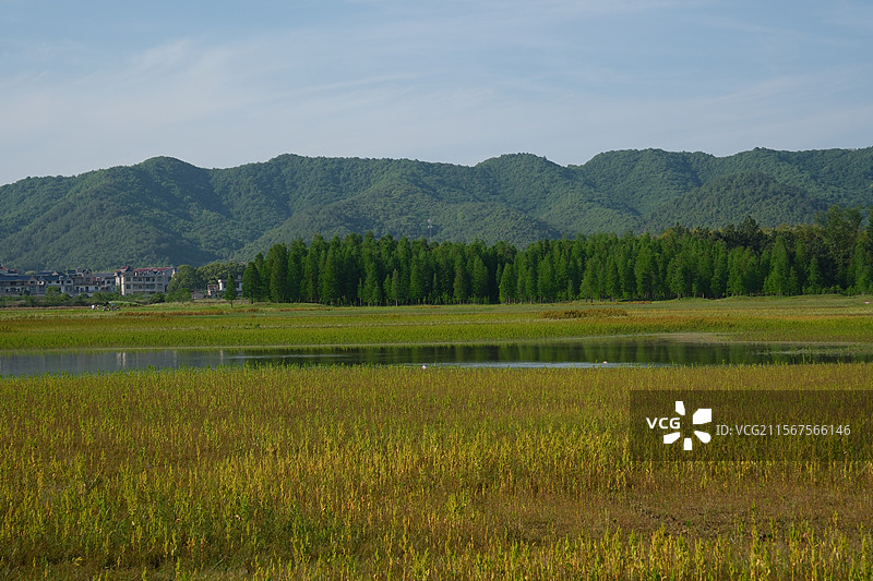 鹰潭白鹤湖风景黄牛老黄牛湖泊图片素材