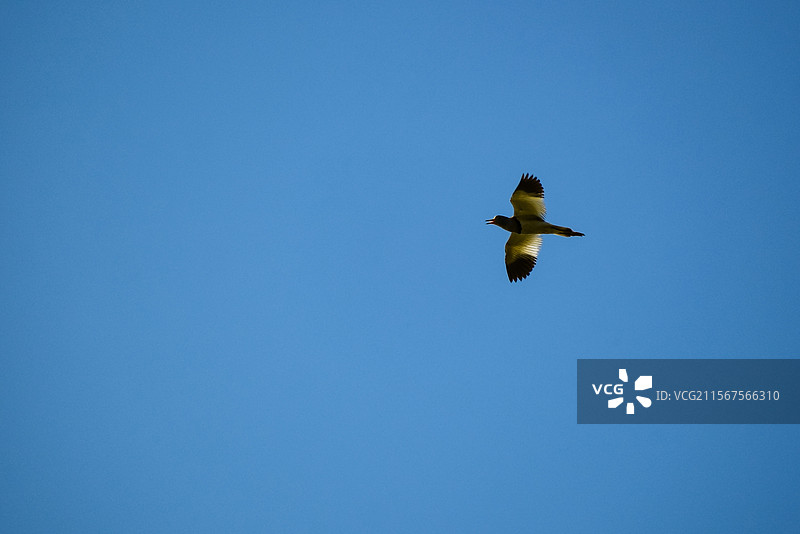 鹰潭白鹤湖风景黄牛老黄牛湖泊图片素材