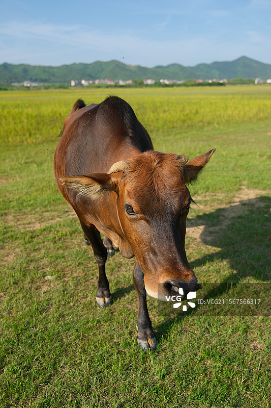 鹰潭白鹤湖风景黄牛老黄牛湖泊图片素材