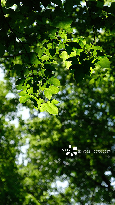 南京明孝陵紫霞湖正气亭环境特写图片素材