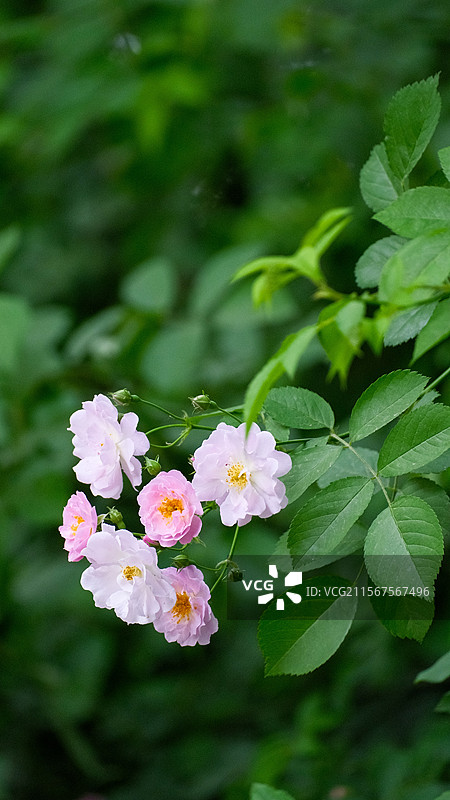 春天蔷薇花开放盛开图片素材
