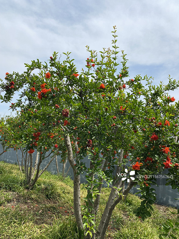石榴花图片素材