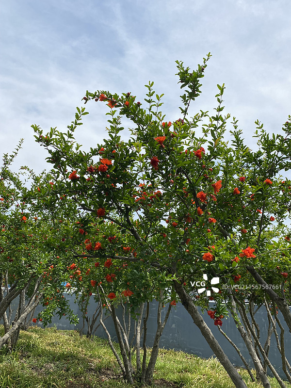 石榴花图片素材