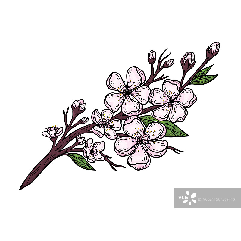 樱花盛开的树枝图片素材