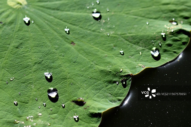 荷叶上的水珠图片素材