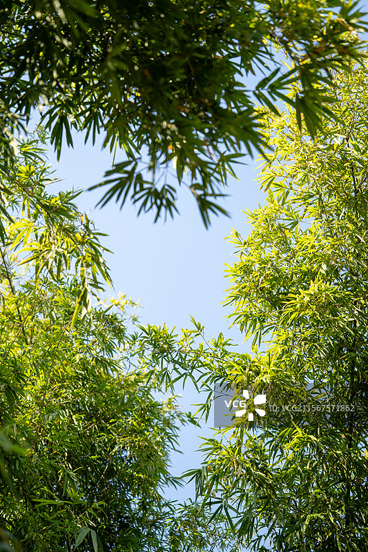 山林里的竹子竹叶图片素材