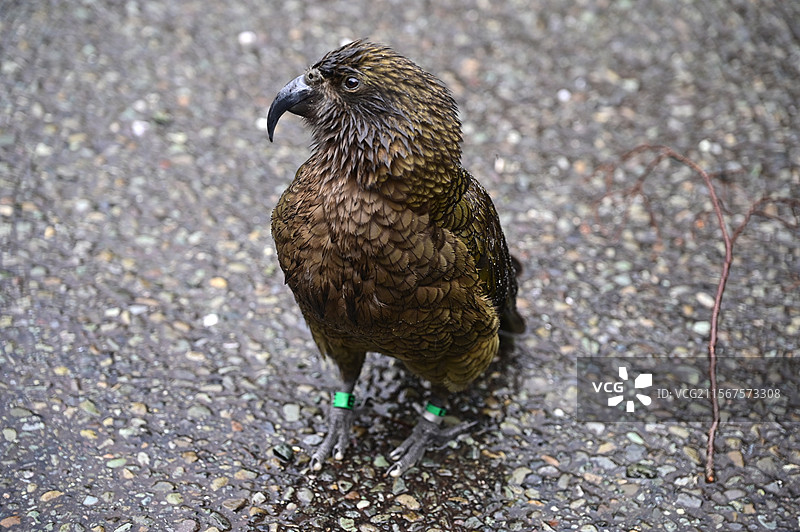 阴雨天新西兰米尔福德一只啄羊鹦鹉站在地上图片素材