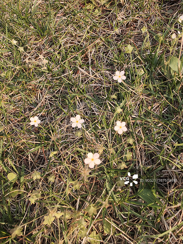 点地梅、白花珍珠草图片素材