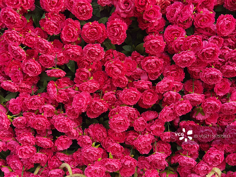 月季花墙图片素材