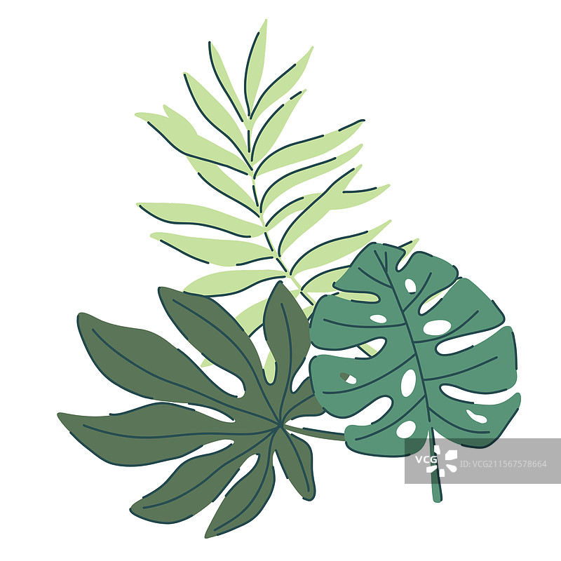 热带绿色叶子组合：龟背竹、棕榈、蕨类植物图片素材