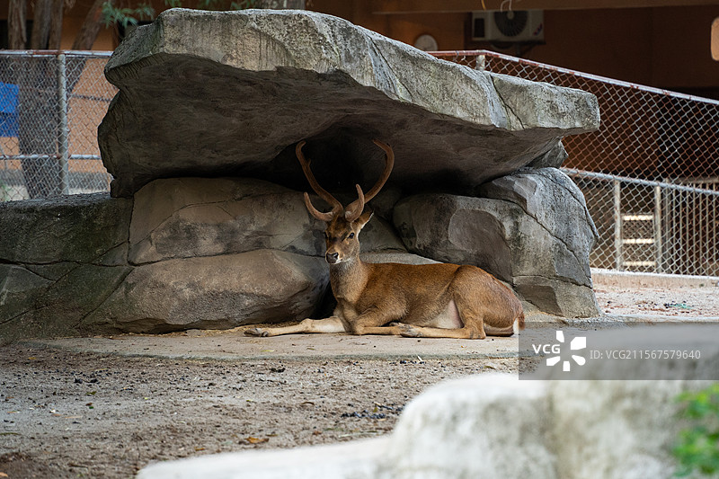 广州动物园内 海南坡鹿图片素材