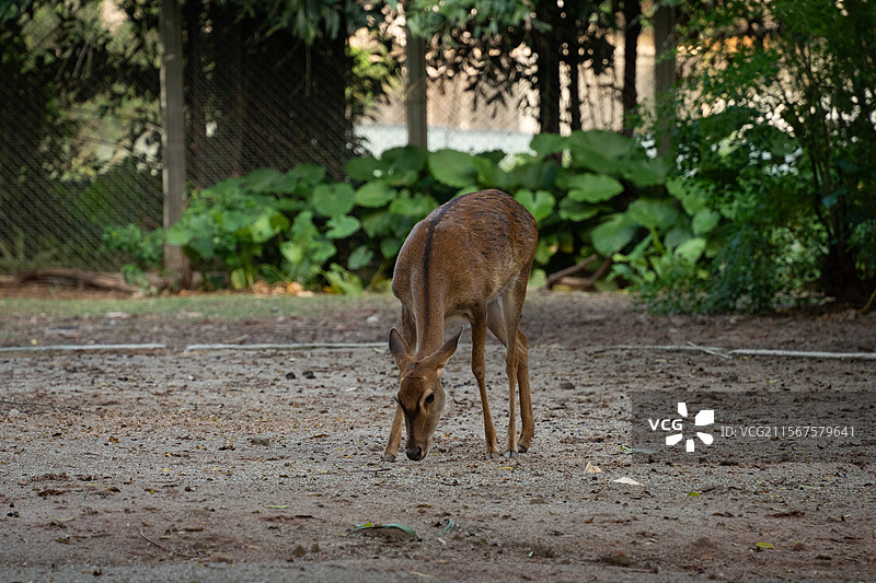 广州动物园内 海南坡鹿图片素材
