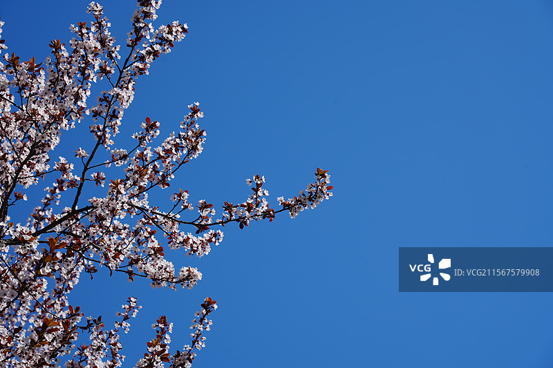 早樱争艳图片素材