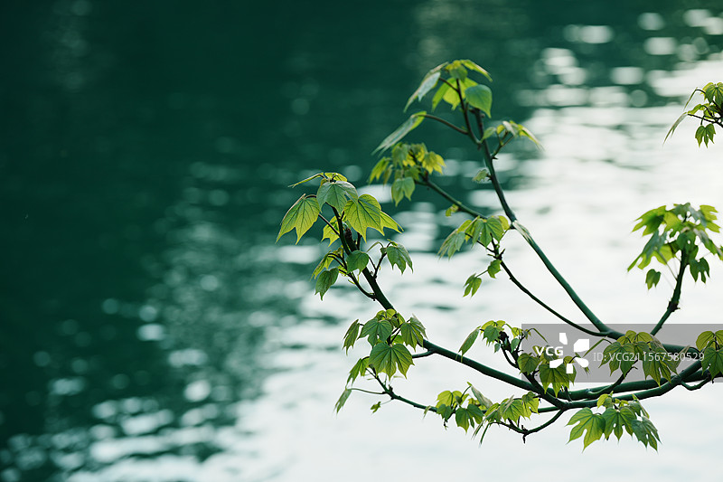 乌镇，江南水乡，西栅景区图片素材