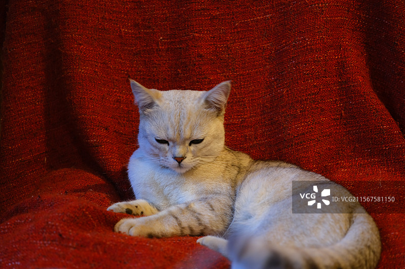 背景为红色的猫的特写镜头图片素材