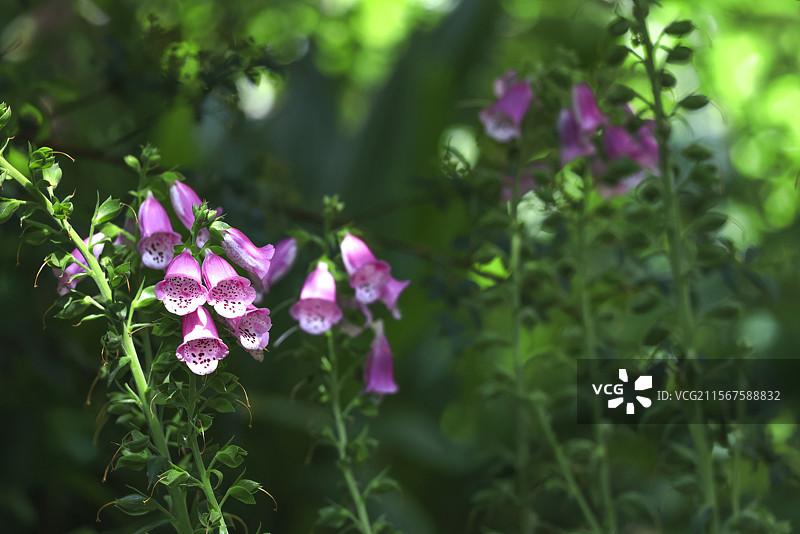 盛开的粉色毛地黄图片素材
