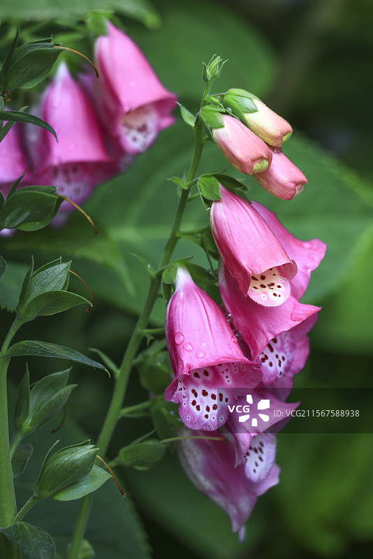 盛开的粉色毛地黄图片素材